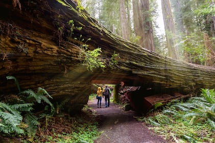 Redwoods