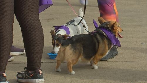 Hundreds of families walk and enjoy activities during the 54th annual March for Babies Walk on Pittsburgh's North Shore.