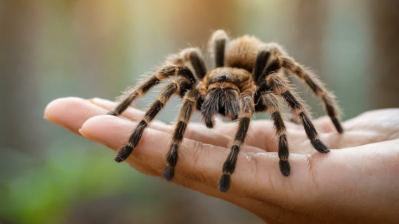 Customs officials find 1,500 young tarantulas hidden in chocolate cake boxes