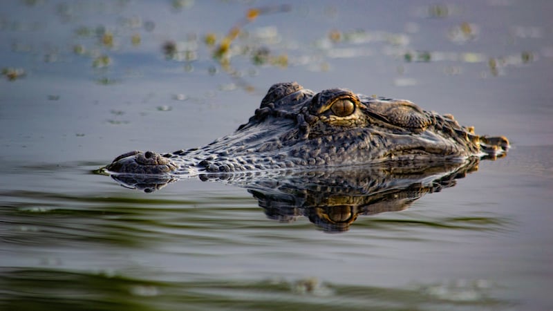 Woman killed in Florida alligator attack