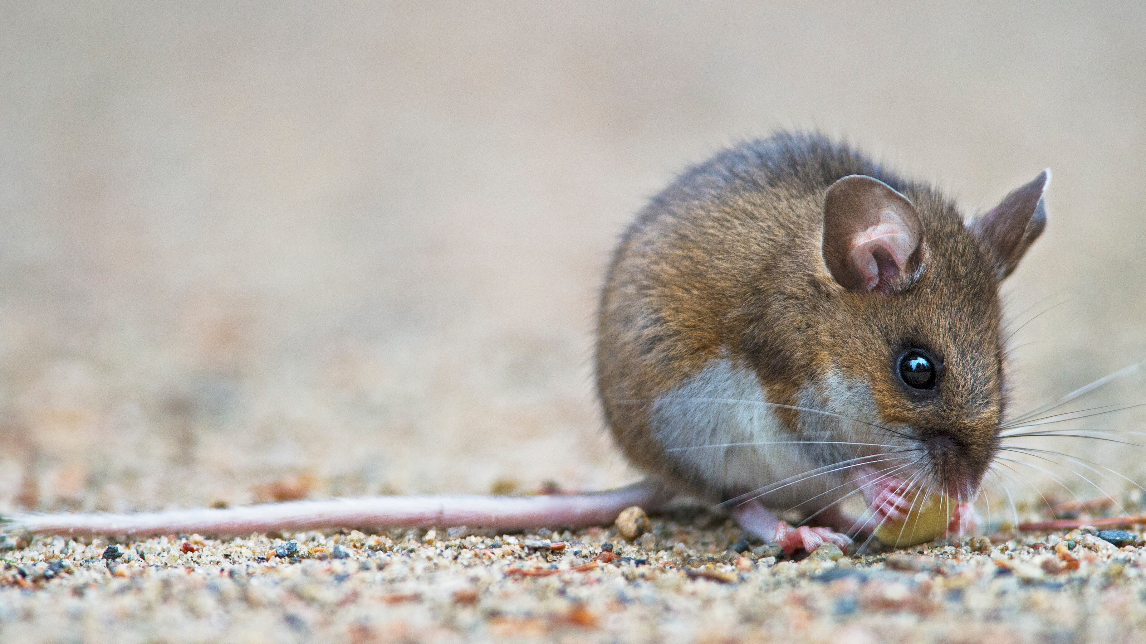 Deer mouse eating a peanut