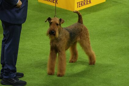Westminster Kennel Club