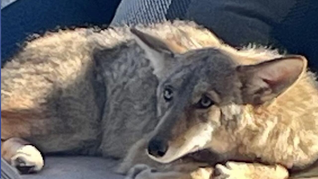 The coyote was not ill or injured -- he just did not want to move.