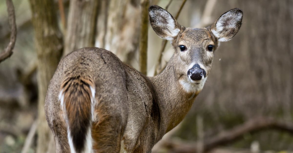 Pennsylvania hunting licenses go on sale next week