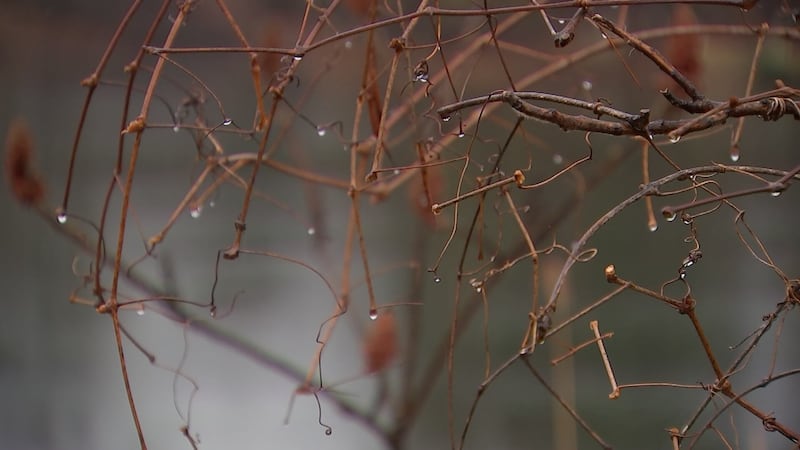 Snow this weekend followed by Arctic chill on Sunday (12/11/25)