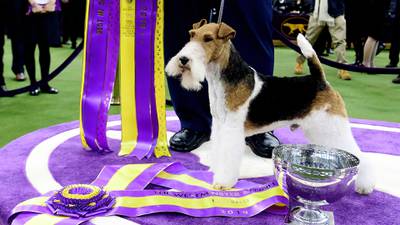 Westminster Dog Show 2018: See the best in show, group winners