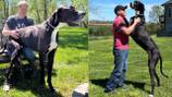 RIP Kevin: Great Dane dies days after being crowned world’s tallest male dog