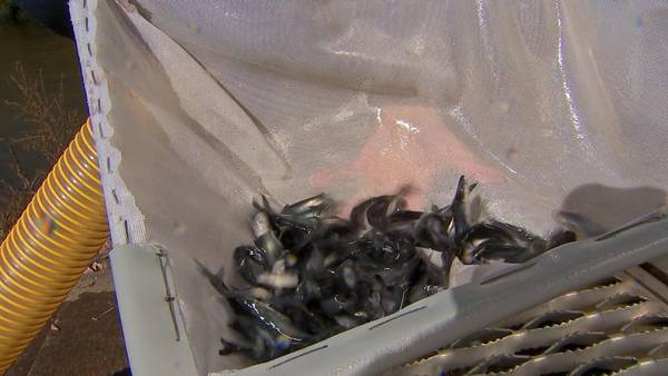 PHOTOS: PFBC stocks 13,000 blue catfish into Ohio River