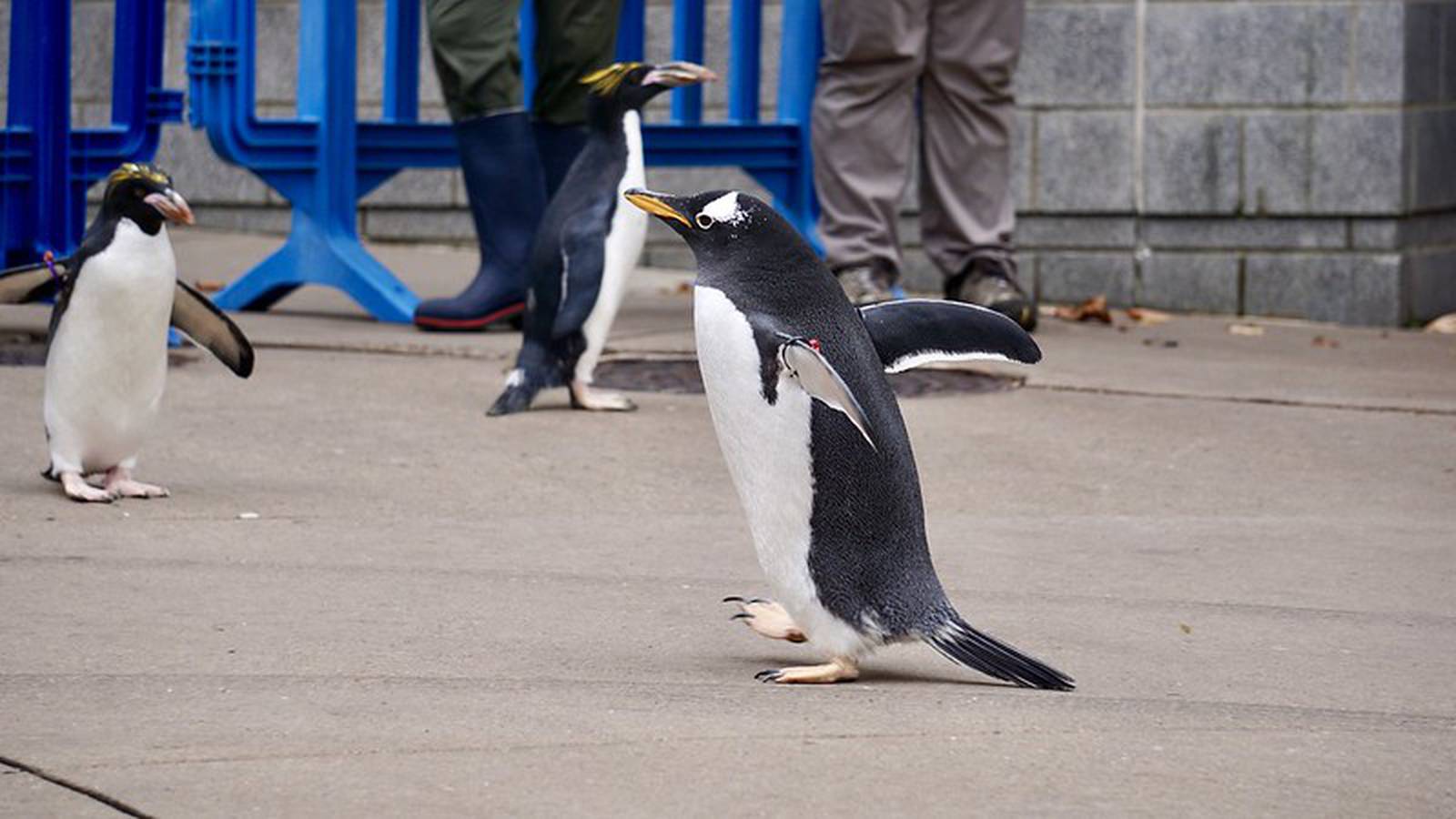 PHOTOS: Annual Penguins on Parade tradition kicks off at Pittsburgh Zoo