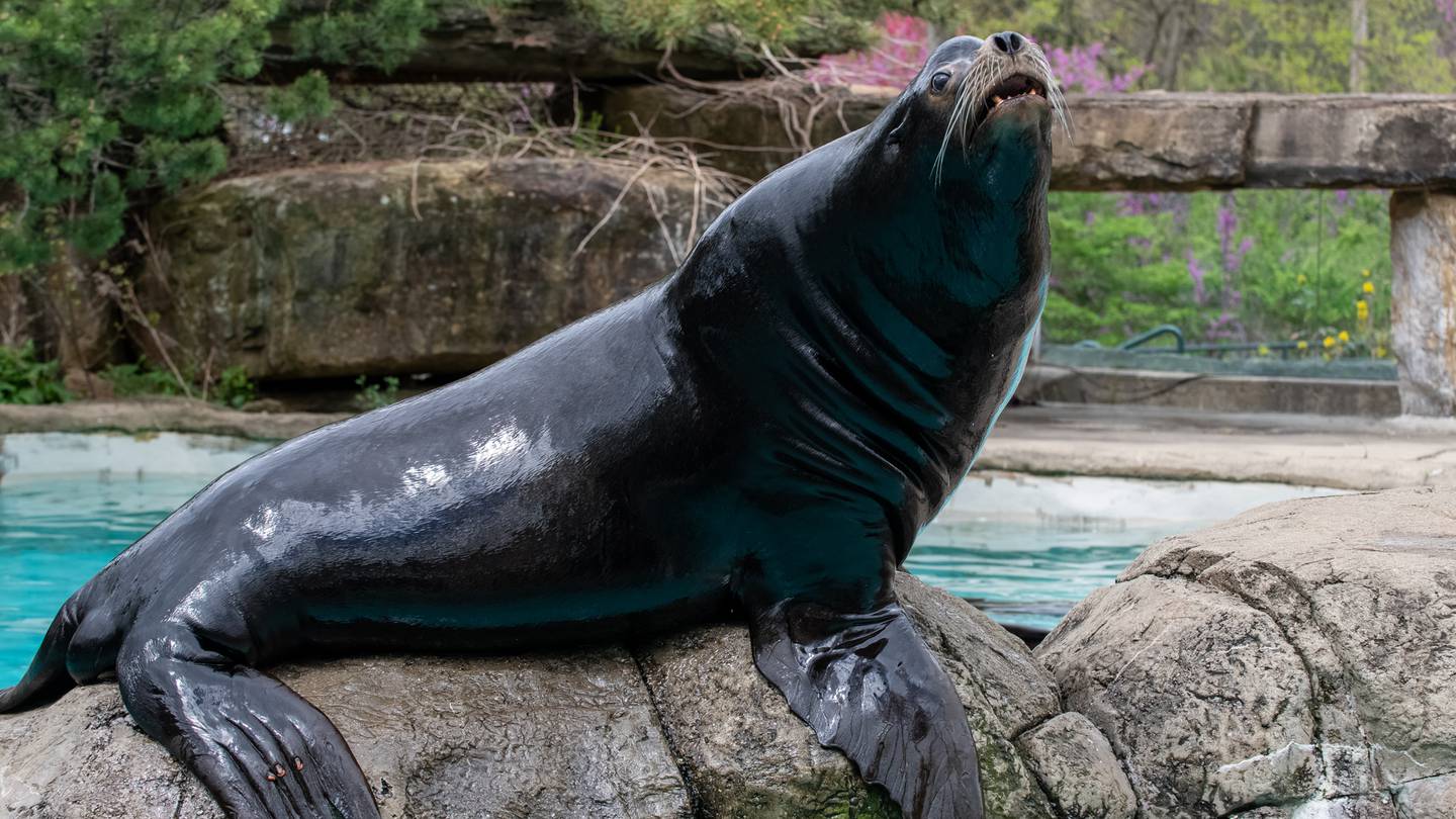 Popular Pittsburgh Zoo & Aquarium sea lion dies at age 18 – WPXI