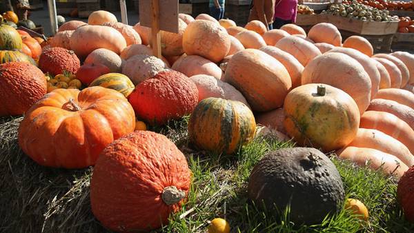 11 fall festivals to visit with your family this season
