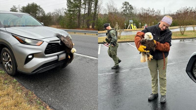 The national bird of the United States found itself stuck in a car’s grill after a crash in Calvert County, Maryland.