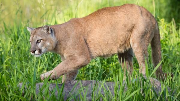 Park closed after mountain lion attacks 7-year-old boy
