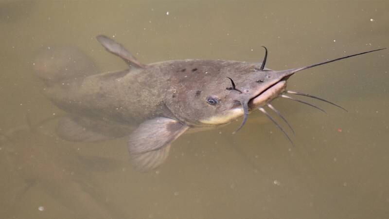 50 pound catfish hauled from Ohio River in Beaver County – WPXI