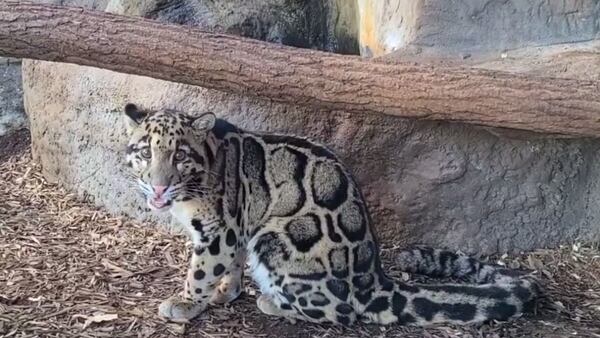 Living Treasures Wild Animal Park Moraine welcomes new clouded leopard, Squeaks