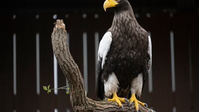 PHOTOS: National Aviary reveals updated habitats for Steller’s Sea Eagle Kodiak, bald eagles