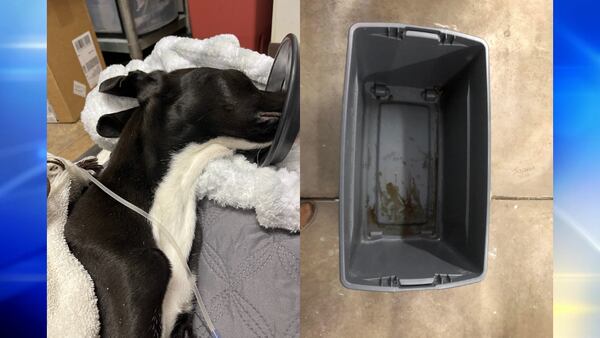 Dog found stuffed in container along local road “barely clinging to life” dies at animal hospital