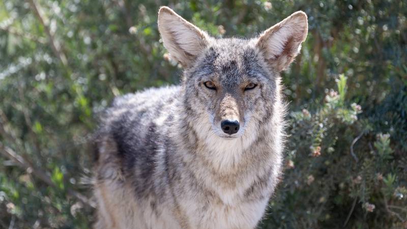 A young girl was outside her house in Mesa, Arizona when she was attacked by a coyote Friday morning.