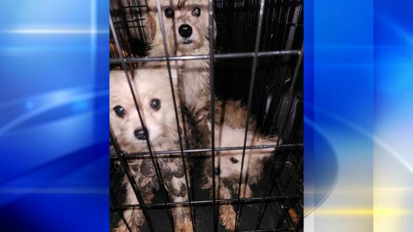Nearly 80 animals rescued from ‘deplorable’ living conditions in Jeannette home