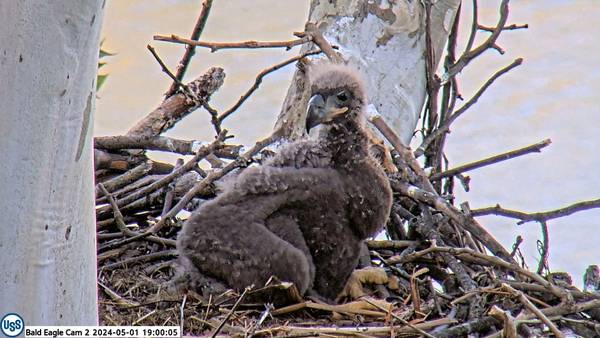 Naming contest for U.S. Steel eaglet raises $7,000 for Tamarack Wildlife Center