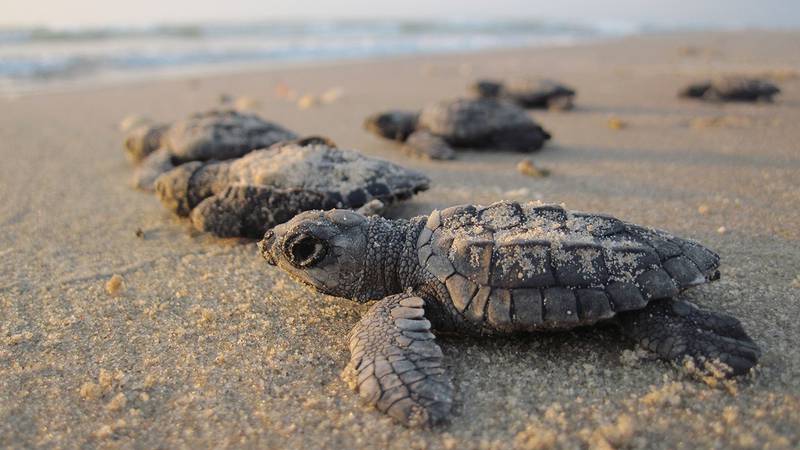 Sea turtle hatchling with 2 heads spotted at South Carolina beach – WPXI